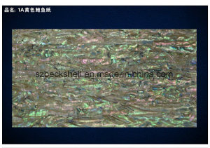 A Grade New Zealand Abalone Shell Sheet in Common Color