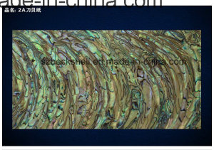 AA Grade New Zealand Abalone Arched Shell Sheet/Shell Paper